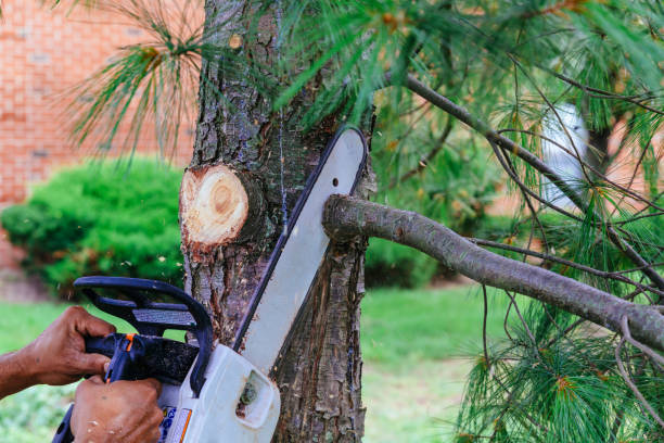 Best Hazardous Tree Removal  in Tamarac, FL